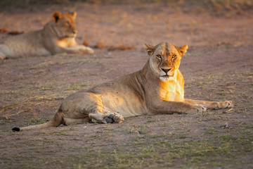 Lion taken in Tanzania