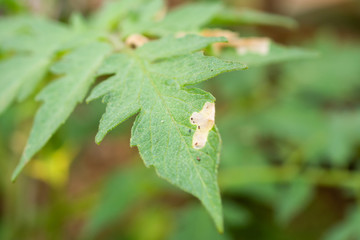 Tomatoes plant with disease on leaves in vegetable garden