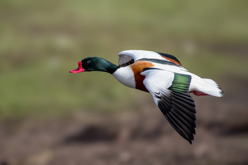 Obraz premium European Shelduck ( tadorna Tadorna) flying solo over some wetlands in the UK in the spring