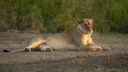 Lion taken in Tanzania