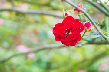 Beautiful red roses flower in the garden