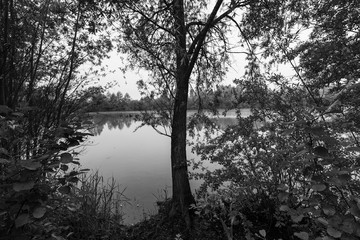 wild pond surrounded by black and white forests
