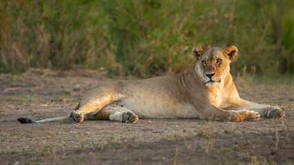 Lion taken in Tanzania