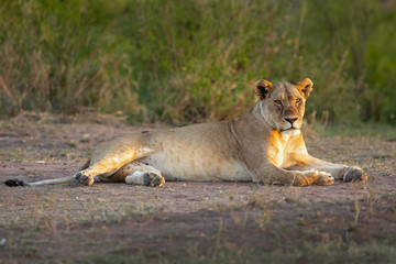 Lion taken in Tanzania