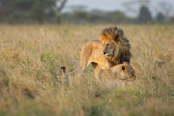 Lion taken in Tanzania