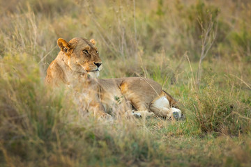 Fototapeta na wymiar Lion taken in Tanzania