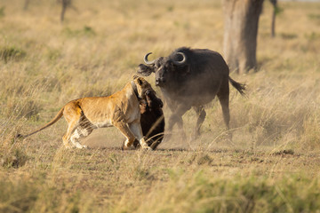 Lion taken in Tanzania