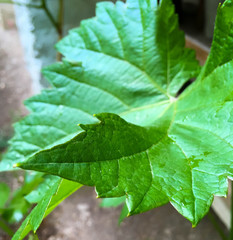 young vine branch in the garden. beautiful green vine leaves