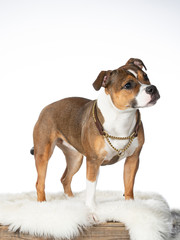 Staffordshire bullterrier dog portrait in a studio with white background.