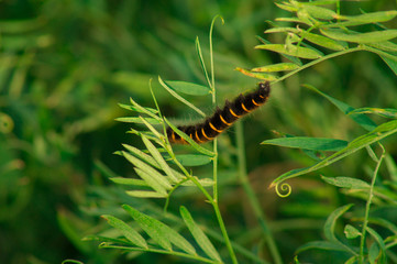 Beautiful landscape, small beautiful black with yellow stripes caterpillar crawling on green grass, green background.Photo.
