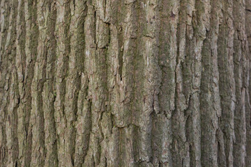 Tree trunk detail of a Canadian Poplar