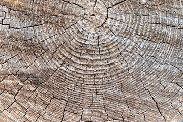 Old logs. Cross section of a tree trunk. Wooden texture, background. Old wood. Cut of a log. Old tree stump texture. Historical wooden rings, sections.