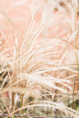 Natural abstract background. Dry reeds bowed by the wind. Golden reed against pink wall.