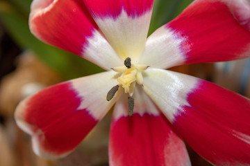 Fototapeta na wymiar Pestle inside a blossoming red tulip with eyes, nose and ears