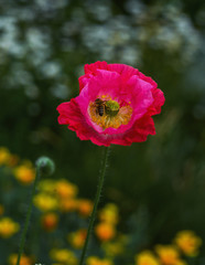 poppies, buds and bee in summer