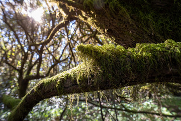 La Gomera Kanaren im März
