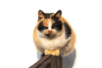 A domestic cat with a tiger color sits against a white background