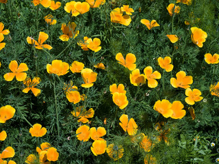 Californian Poppy Eschscholzia californica