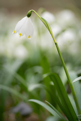 Macro shot of a delicate flower called Spring snowflake (Leucojum vernum), is a perennial bulbous flowering plant species in the family Amaryllidaceae