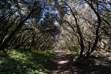 Fototapeta premium La Gomera Kanaren im März