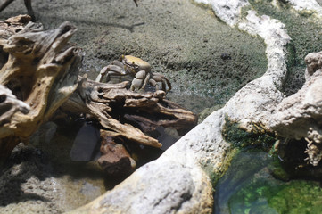 close up of crab in a terrarium