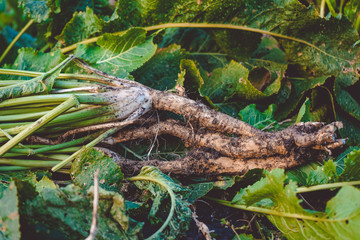 The plant is the root of Armoracia rusticana close-up photography.