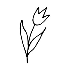 doodle sketch hand drawn cartoon tulip black outline on a white. Vector illustration