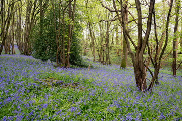 A carpet of Sussex Bluebells