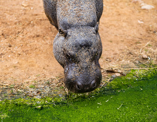 A Pygmy Hippo Drinks From Dirty Green Water