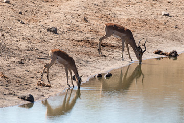 Impala, male, femelle, Aepyceros melampus