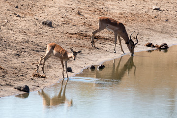 Impala, male, femelle, Aepyceros melampus