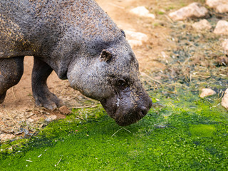A Pygmy Hippo Drinks From Dirty Green Water Side Angle