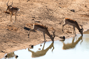 Impala, male, femelle, Aepyceros melampus
