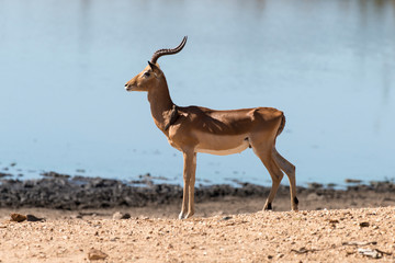 Impala, male, Aepyceros melampus