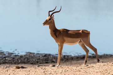 Impala, male, Aepyceros melampus