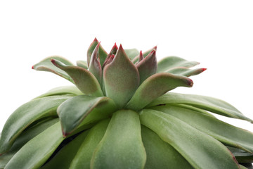 Fototapeta premium Succulent plant isolated on white background, close up