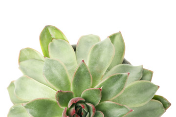 Succulent plant isolated on white background, top view