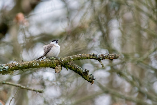 Marsh Tit puffed up on a cold winter's day