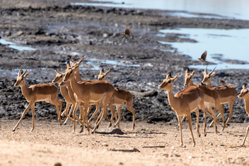 Impala, femelle, Aepyceros melampus
