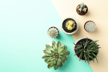 Succulent plants on two tone background, top view