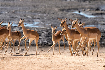 Fototapeta na wymiar Impala, femelle, Aepyceros melampus