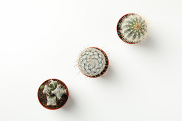 Cacti in pots on white background, top view. Houseplant