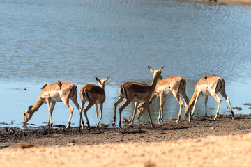 Impala, femelle, Aepyceros melampus