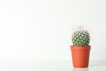 Cactus in pot on white background, space for text