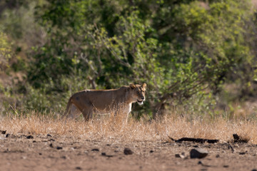 lion, femelle, lionne, Panthera leo, Afrique