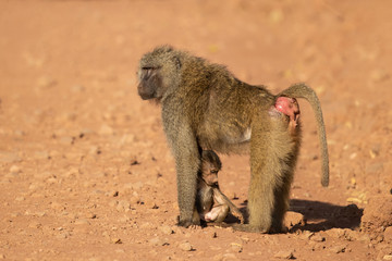 Olive baboon (Papio anubis), also called the Anubis baboon, is a member of the family Cercopithecidae (Old World monkeys).