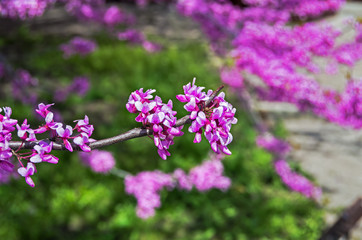 Blossom branch a Judas tree