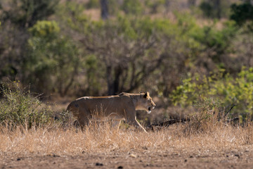 lion, femelle, lionne, Panthera leo, Afrique