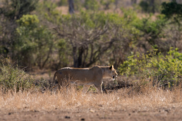 lion, femelle, lionne, Panthera leo, Afrique