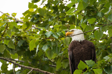 Majestic Bald Eagle looking out from its perch on a tree in Seattle, Washington at Union Bay Natural Area
